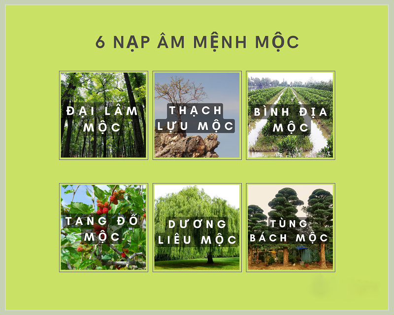 Đại Lâm Mộc là 1 trong 6 nạp âm của mệnh Mộc trong lục thập hoa giáp