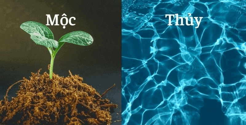Thủy và Mộc có mối quan hệ tương sinh