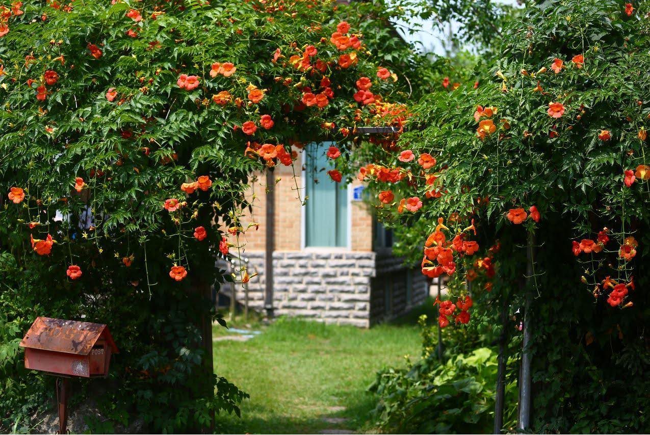 Hoa đăng tiêu sắc cam đỏ rực rỡ mang nhiều ý nghĩa phong thủy tốt lành