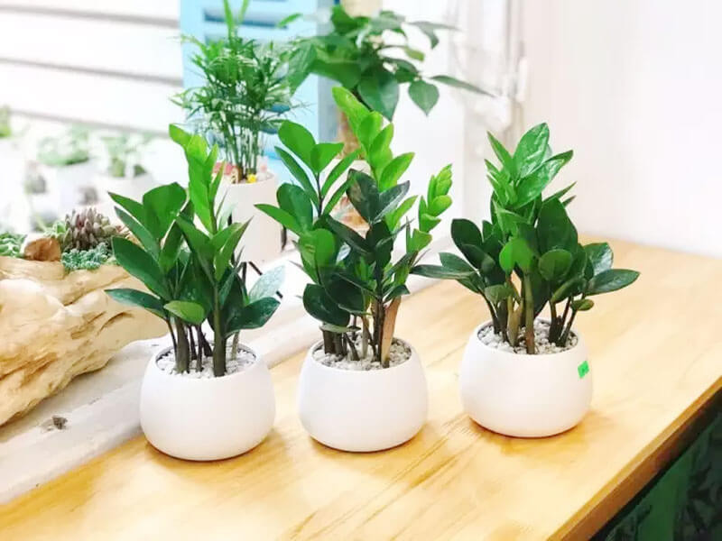 Cây kim tiền phong thủy chiêu tài hút lộc cho nữ mệnh Kim