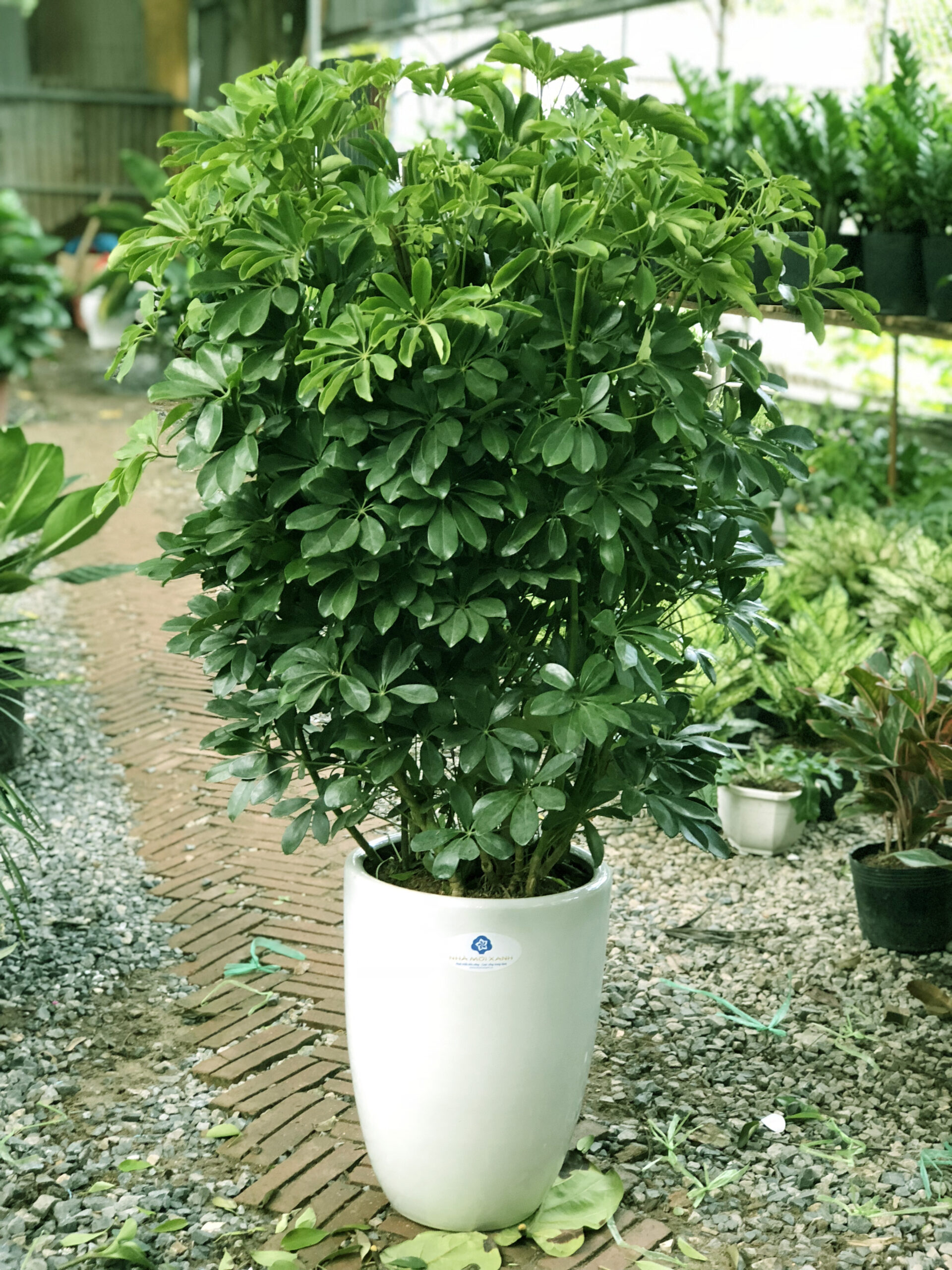 Vị trí đặt cây Ngũ Gia Bì chuẩn phong thủy thu hút may mắn